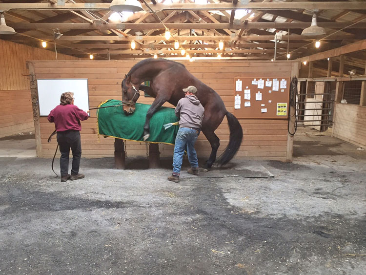 Services Fox Den Farm